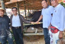 Dirjen Peternakan dan Kesehatan Hewan I Ketut Diarmita di kandang sapi Bali