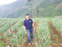 Humas Kementan di antara tanaman bawang putih