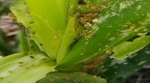 Hama Fall Armyworm