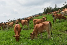 Sapi peternak di padang rumput