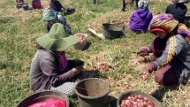 Petani bawang merah