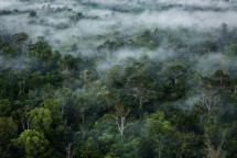 Hutan (Foto Dok Industry.co.id)