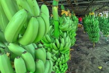 Pisang
