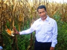 Mentan Amran Sulaiman di kebun Jagung
