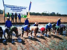 Petani tanam serempak di Kemarau