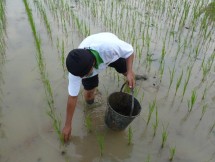 Petani sedang mengambil siput Murbei