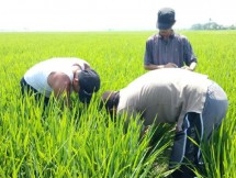 Petani sedang membasmi Organisme Pengganggu Tanaman (OPT)