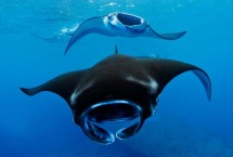 Pari Manta