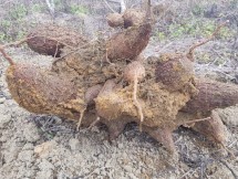 Bibit Ubikayu (Foto:Doc Kementan)