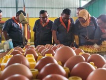 Kementan sedang tinjau produksi telur (Doc:Kementan)