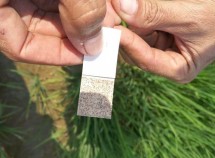Upaya pengendalian hayati dengan memasang pias-pias berisi telur parasitoid Trichogramma sp. dipertanaman padi sejak usia tanaman muda.
