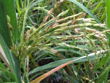 Tanaman padi di sawah