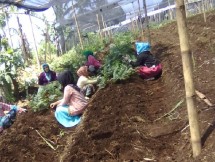 petani menanam florikultura