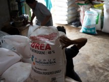 Pupuk yang sedang dipanggul pekerja
