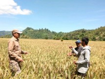 Sawah yang siap panen