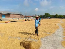 Petani sedang mengeringkan gabah