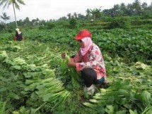 Petani hortikultura memanen sayur sawi