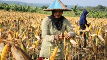 Petani memperlihatkan lahan jagung yang siap panen