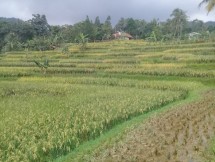 Lahan persawahan yang siap panen