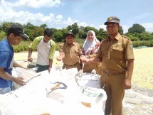 Petani Bima panen padi dan jagung