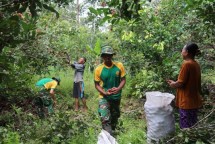 Prajurit TNI Bantu Warga Perbatasan RI-PNG Panen Rambutan