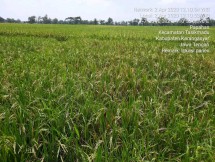Sawah menguning siap panen di Kabupaten Karanganyar