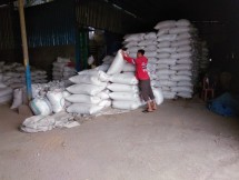 Petani sedang merapikan padi atau beras di gudang