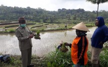 Petani sedang menanam benih padi di sawah