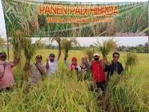 Petani panen padi hibrida bersama-sama