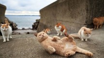 Pulau Kucing di Pulau Tashirojima, Jepang