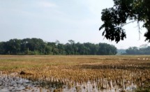 Sawah yang siap ditanam padi (Doc: Kementan)