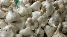 Bawang Putih (ist)