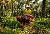 Bagaimana sertifikasi berkelanjutan membantu mendukung petani kecil mandiri melewati pandemi global