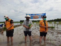 Petani lakukan tanam padi di sawah (Doc: Kementan).
