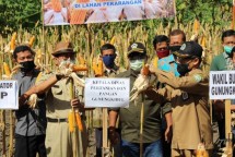 Panen jagung bikin happy (Doc: Kementan)