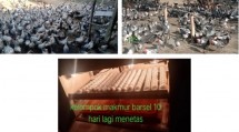 Ternak Sembawa (Doc: Kementan)