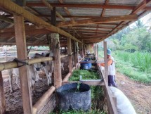 Sapi indukan milik peternak (Doc: Ditjen PKH)