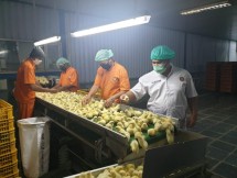 Bibit ayam untuk dibesarkan (Doc: Kementan)