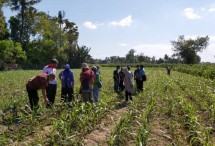 Petani di lahan perkebunan jagung (Doc: Kementan)