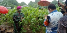Danyonmarhanlan IX Panen Raya Dukung Program Ketahanan Pangan