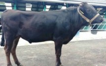 Sapi wagyu (Doc: Kementan)