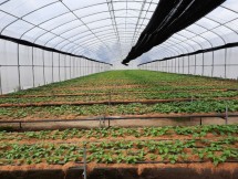 Benih hortikultura di Sumatera Utara (Doc: Kementan)