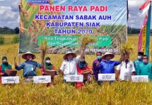 Petani panen padi di Kabupaten Siak (Doc: Kementan)