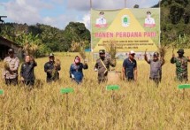 Panen padi di Kapuas Hulu (Doc: Kementan)