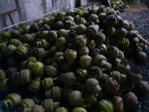 Direktorat Tindak Pidana Tertentu Bareskrim Polri mengungkap penyimpangan tabung gas subsidi pemerintah tanpa kelengkapan izin usaha dengan modus mengurangi volume tabung gas.