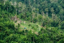 Ilustrasi Pengelolaan Hutan (Photo by Republika)