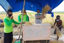 Panen padi di tengah sawah menggunakan mesin