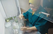 Balithi menyiapkan benih dengan teknologi