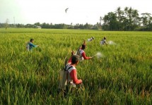 Petani menyemprotkan cairan pembasmi hama di sawah