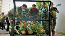 Koperasi Produsen Singgalang Sari Maju (PSSM), Subang menyumbang 1,4 ton produksi nanas untuk tenaga kesehatan dan para relawan di Rumah Sakit Darurat Covid-19 Wisma Atlet, Kemayoran